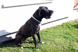 Dogge-006.JPG