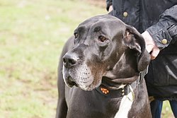 Dogge-007.JPG