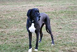 Dogge-008.JPG