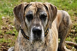 Dogge-009.JPG