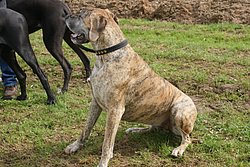 Dogge-010.JPG
