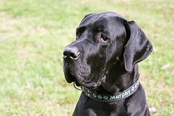 Dogge-011.jpg