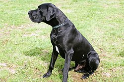 Dogge-012.JPG