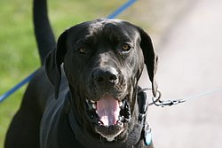 Dogge-Italienisch-001.JPG