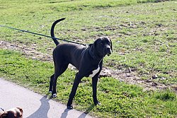 Dogge-Italienisch-002.JPG