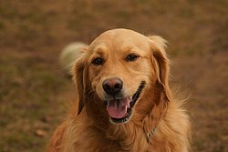 Golden-Retriever-001.JPG