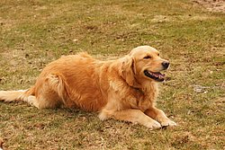 Golden-Retriever-002.JPG