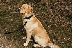 Golden-Retriever-004.JPG