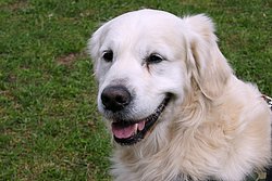 Golden-Retriever-005.JPG
