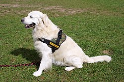 Golden-Retriever-006.JPG