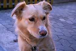 Golden-Retriever-Mix-001.JPG
