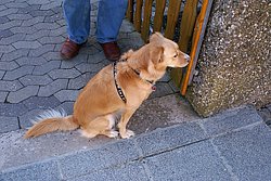 Golden-Retriever-Mix-002.JPG