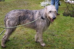 Irischer-Wolfshund-02.JPG
