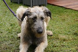 Irischer-Wolfshund-03.JPG