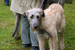 Irischer-Wolfshund-04.JPG