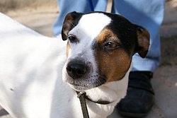 Jackrussel-001.JPG