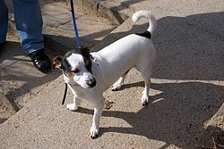 Jackrussel-002.JPG