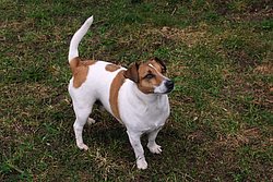 Jackrussel-004.JPG
