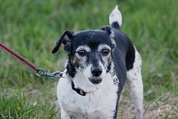 Jackrussel-005.JPG