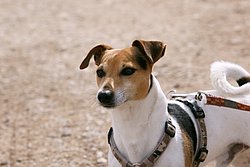 Jackrussel-007.JPG