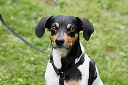 Jackrussel-Mix-001.JPG