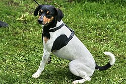 Jackrussel-Mix-002.JPG