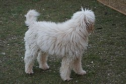 Knigs-Pudel-004.JPG