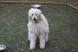 Knigs-Pudel-006.JPG