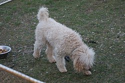 Knigs-Pudel-008.JPG