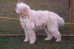 Knigs-Pudel-010.JPG