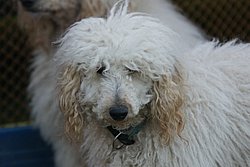 Knigs-Pudel-011.jpg