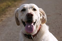 Labrador-001.JPG