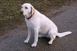Labrador-002.JPG