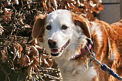 Labrador-Collie-Mix-001.JPG