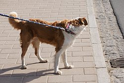 Labrador-Collie-Mix-002.JPG
