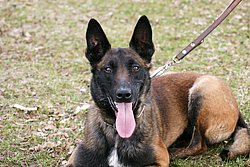 Malinois-Belgischer Schaeferhund-001.JPG