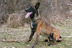 Malinois-Belgischer Schaeferhund-002.JPG