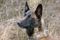 Malinois-Belgischer Schaeferhund-003.JPG