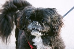 Pekinese-001.JPG