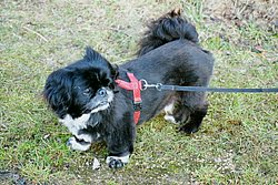 Pekinese-002.JPG