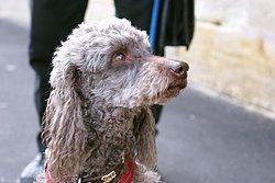 Pudel-002.JPG