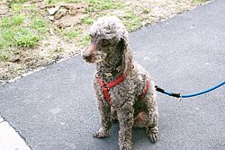 Pudel-003.JPG