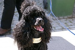 Pudel-004.JPG