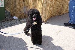 Pudel-005.JPG