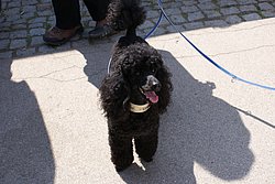 Pudel-007.JPG