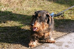 Rauhaardackel-001.JPG