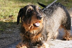 Rauhaardackel-002.JPG