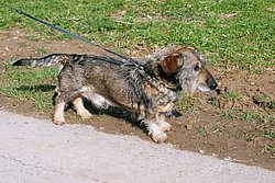 Rauhaardackel-004.JPG