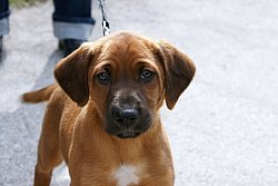 Rhodesian-Ridgeback-001.jpg