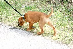 Rhodesian-Ridgeback-002.jpg